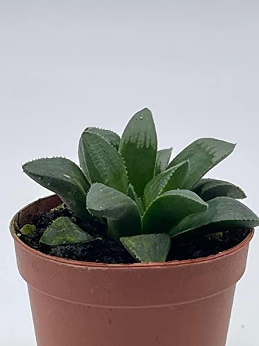 BubbleBlooms African Emeralds, in a 2 inch Pot Rare Haworthia Retusa