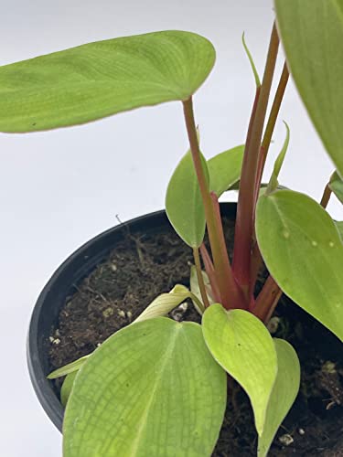 BubbleBlooms Fuzzy Petiole Philodendron Nangaritense in a 4 inch Pot