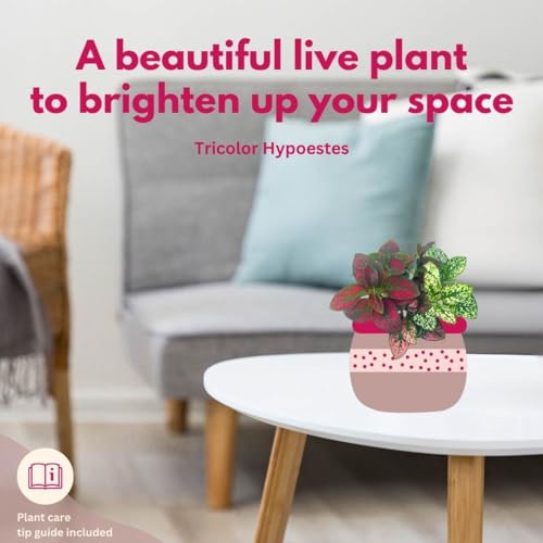 BubbleBlooms Tricolor Hypoestes phyllostachya 2 inch Set of 3 Flamingo Polka Dot Plant Red White and Pink Tiny Mini Pixie Plants