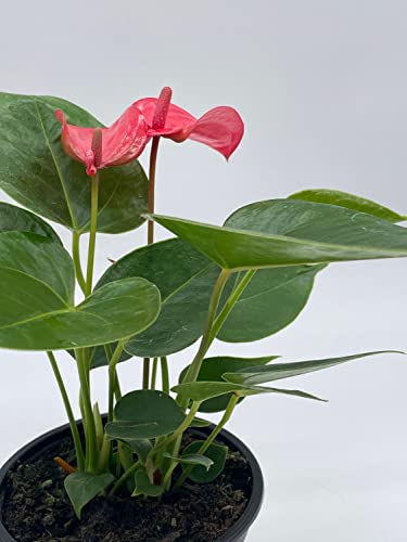 BubbleBlooms Anthurium Pink Flamingo Lily in 4 inch Pot