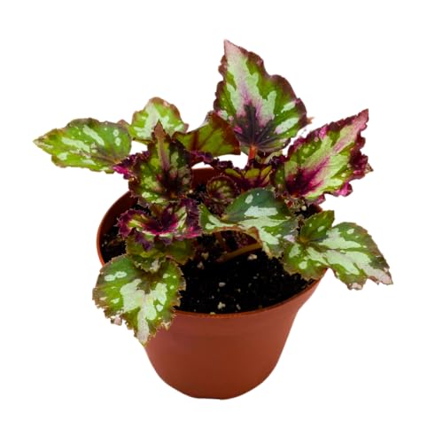 Harmony Foliage Harmony's Red Star Begonia Rex 4 inch Reddish Pink