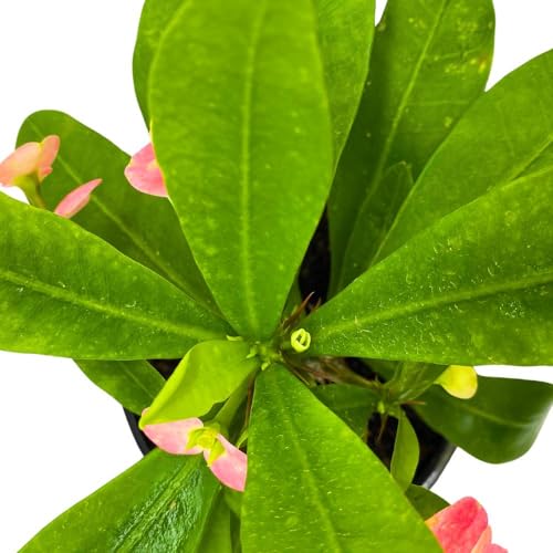 BubbleBlooms Crown of Thorns in a 5 inch Pot Flowering Euphorbia Milii