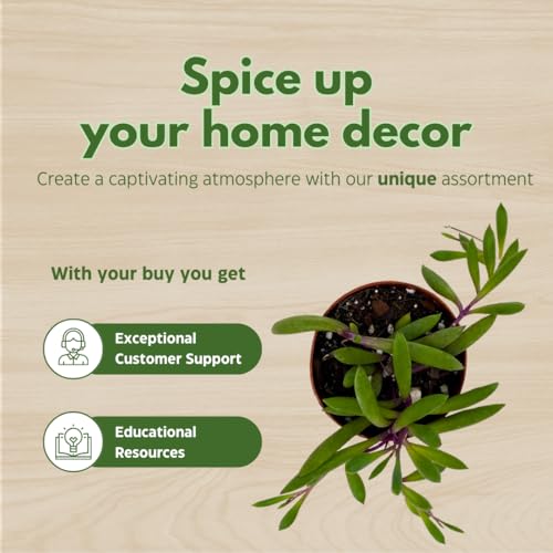 BubbleBlooms Ruby Necklace Succulent 2 inch Set of 3