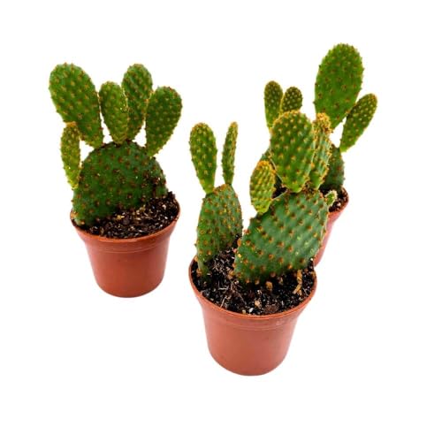 BubbleBlooms Red Bunny Ears Cactus, 2 inch Set of 3, Opuntia microdasys, Angel's Wings Tiny Mini Pixie Plants