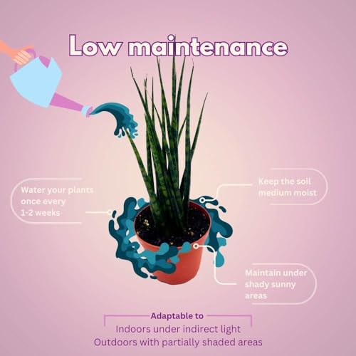 BubbleBlooms Sansevieria Fernwood Mikado in a 4 inch Pot