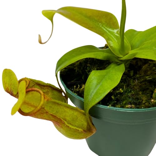 BubbleBlooms Carnivorous Plant Winged Pitcher Nepenthes Gaya in a 3 inch Pot