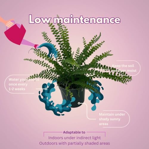 BubbleBlooms Lemon Button Dwarf Boston Fern in a 4 inch Pot Nephrolepis exaltata