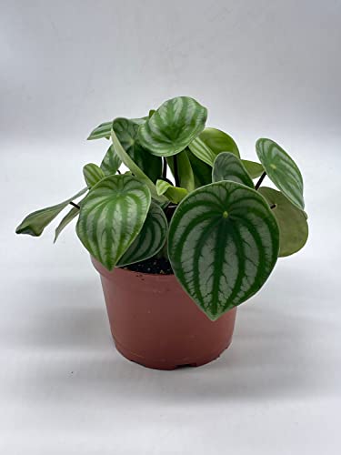 BubbleBlooms Watermelon Peperomia in a 6 inch Pot Peperomia Argyreia