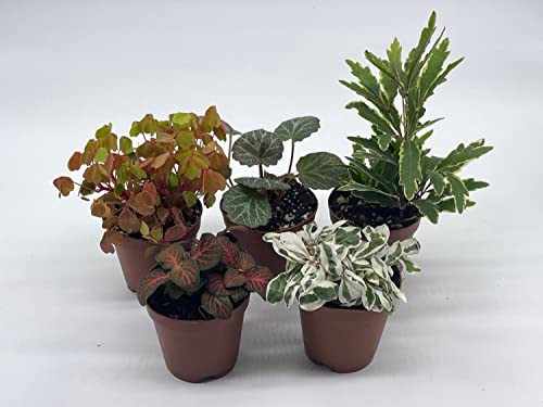 BubbleBlooms Premium Foliage Assortment, 6 Different Indoor Plants in 2 inch pots, Colorful Fern Set, Growers Choice, Tiny Mini Pixie