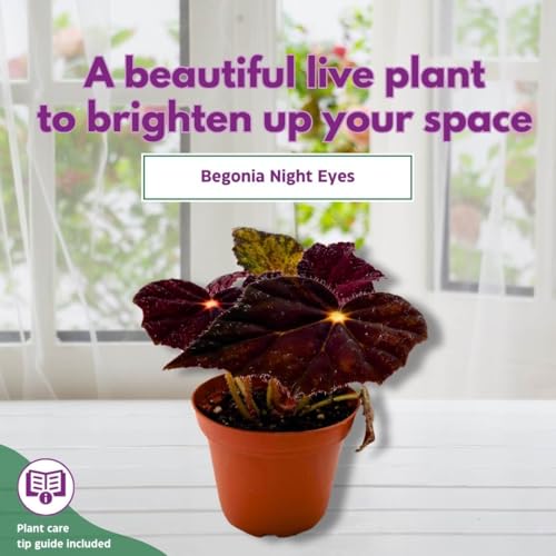 Harmony Foliage Begonia Night Eyes 4 inch Rhizomatous