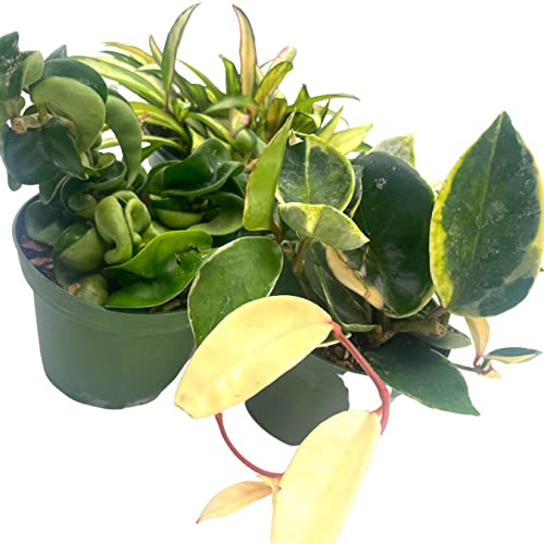 BubbleBlooms Hoya Assortment Set 3 Different Hoyas in 4 inch pots Growers Choice