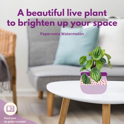 BubbleBlooms Watermelon Peperomia argyreia Water Melon Pep in a 4 inch Pot