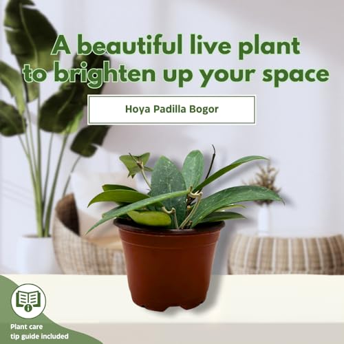 BubbleBlooms Hoya Padilla Bogor in a 4 inch Pot