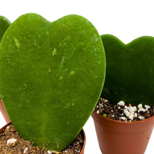 BubbleBlooms Green Hoya Kerrii, 2 inch Set of 3, Sweetheart Plant Valentine Tiny Mini Pixie Plants