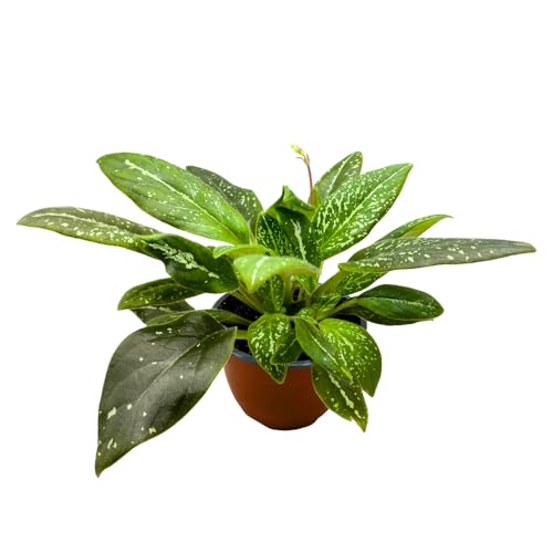 Harmony Foliage Michaelmoelleria vietnamensis Big Mike 6 inch Variegated Gesneria Purple Flower
