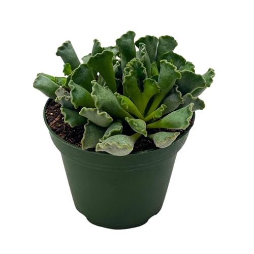 BubbleBlooms Pie Crust Succulent, Key Lime Pie Crinkle Leaf Plant, 4 inch