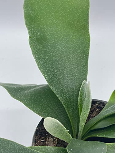 BubbleBlooms Staghorn Fern, in a 4 inch Pot, Platycerium bifurcatum Elkhorn