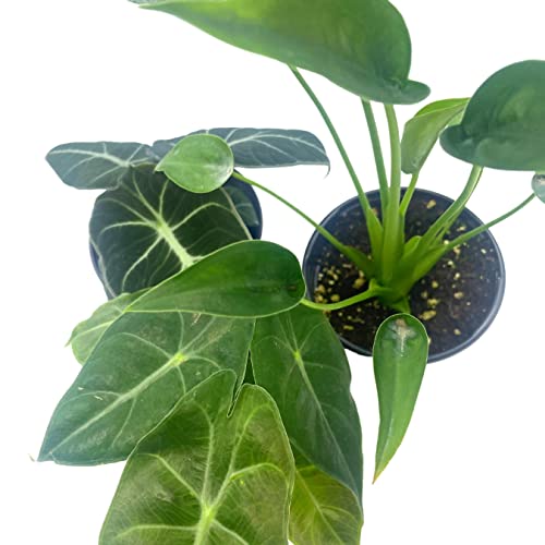 BubbleBlooms Jewel Alocasia Assortment, 3 Different Alocasias in 4 inch pots Grower's Choice