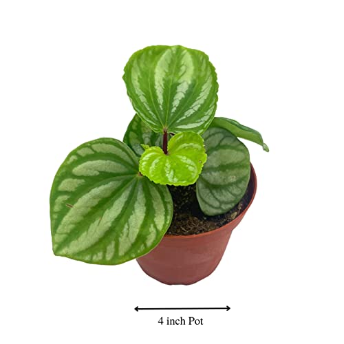 BubbleBlooms Peperomia Ecuador, 4 inch, Rare Pep Argyreia, Exotic House Plant