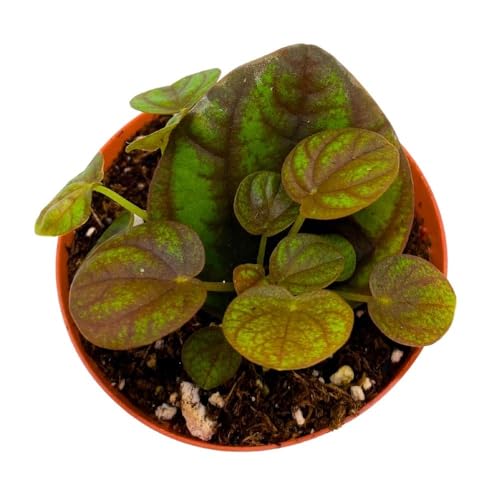 Harmony Foliage Peperomia Peppermill 2 inch Pixie pep