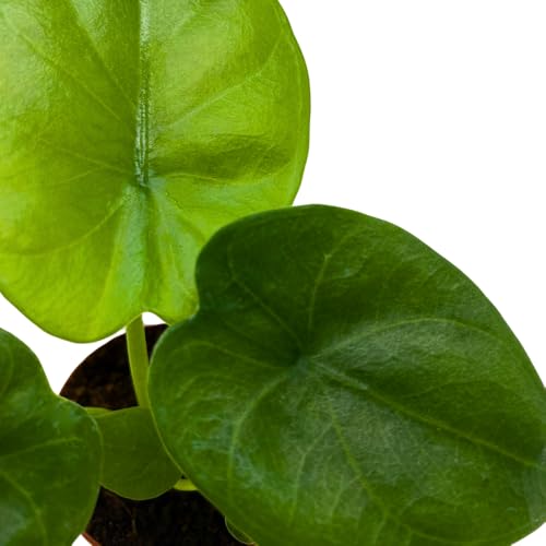 BubbleBlooms Alocasia Lukiwan in a 2 inch Pot Tiny Minie Pixie Plant