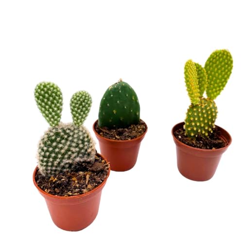 BubbleBlooms Opuntia Microdasys Assortment, 2 inch Set of 3 Bunny Ears Cactus