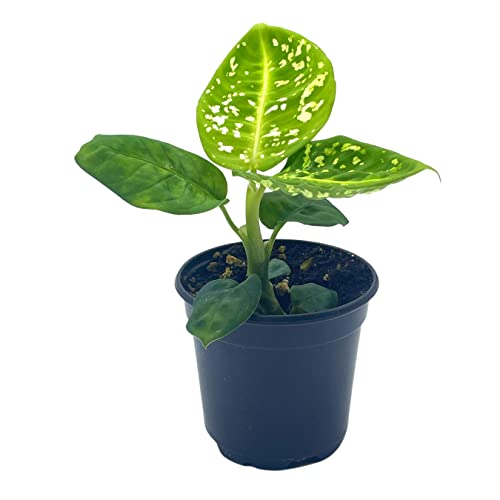 BubbleBlooms Dieffenbachia Reflector in a 4 inch Pot Dumb Cane House Plant Variegated