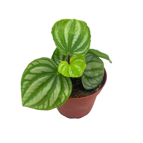 BubbleBlooms Peperomia Ecuador, 4 inch, Rare Pep Argyreia, Exotic House Plant