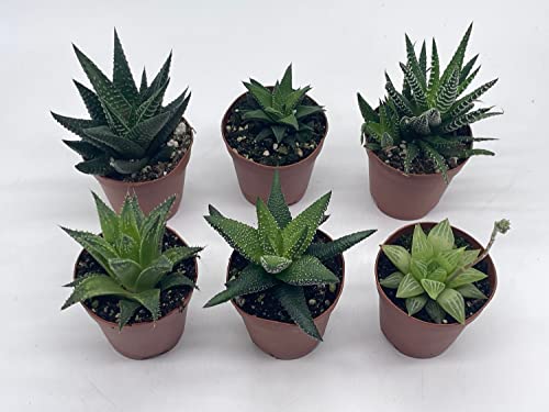 BubbleBlooms Haworthia Variety Assortment, 6 Different Haworthia Plants in 2 inch pots