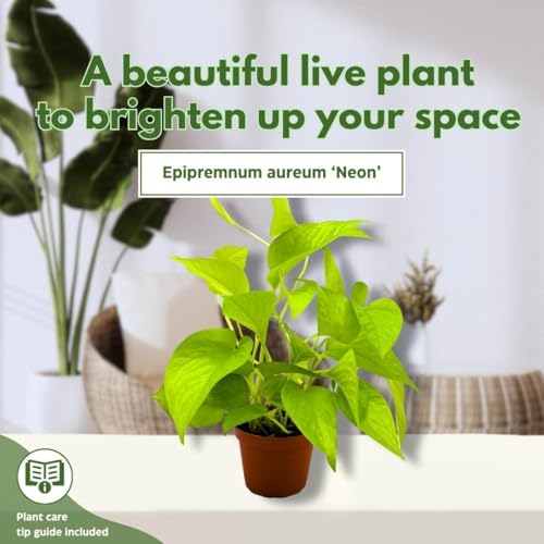 BubbleBlooms Neon Pothos 4 inch Epipremnum aureum