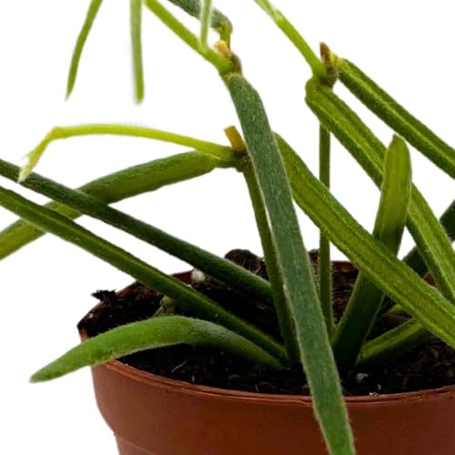 BubbleBlooms Hoya Linearis in a 2 inch Pot