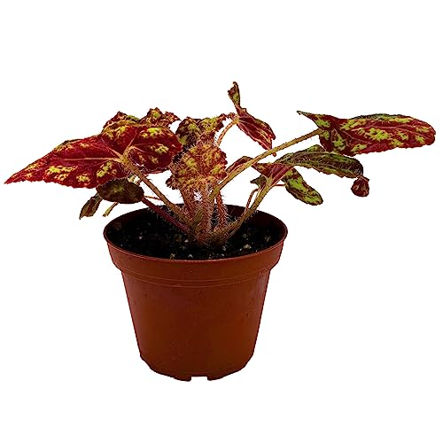 BubbleBlooms Harmony's Cowardly Lion Rhizomatous Begonia in a 4 inch Pot Yellow Rhizo