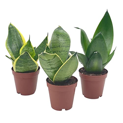 BubbleBlooms Sansevieria Trifasciata Assortment 3 Different Dwarf Rosette-Shaped Snake Plants in 2 inch pots