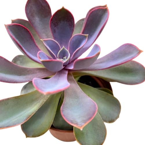 BubbleBlooms Echeveria Purple Pearl in a 3 inch Pot