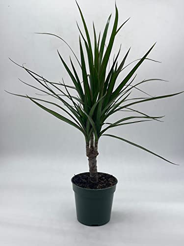 BubbleBlooms Dragon Tree, Madagascar Dragonplant, Dracaena marginata Hort. Dragontree in a 4 inch Pot Rare House Plant