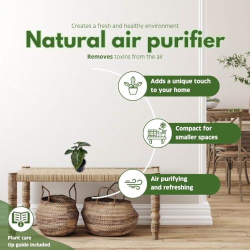 BubbleBlooms Alocasia Assortment Set, 2 inch pots, 4 Different Alocasias Frydek, Black Velvet, Silver Dragon, Maharani, Regal Shield, Bambino