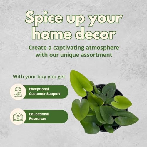 BubbleBlooms Heart Fern, Hemionitis Arifolia in a 4 inch Pot Heart Leaf, Tongue Fern