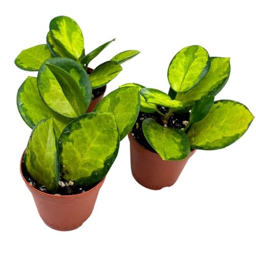 BubbleBlooms Hoya Variegated Australis 2 inch Set of 3 Lisa Wax Plant Porcelain Flower Tiny Mini Pixie Plants