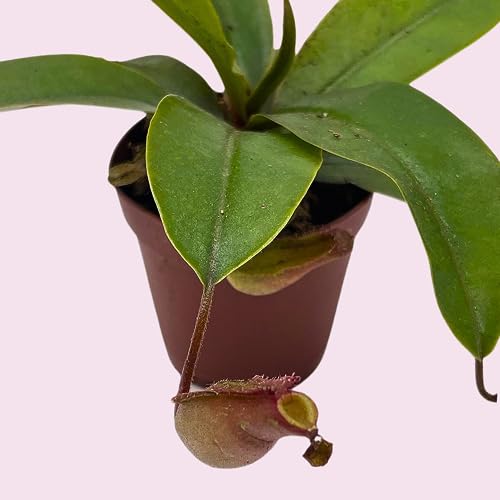 BubbleBlooms Winged Pitcher Plant, Carnivorous, in 2 inch Pot