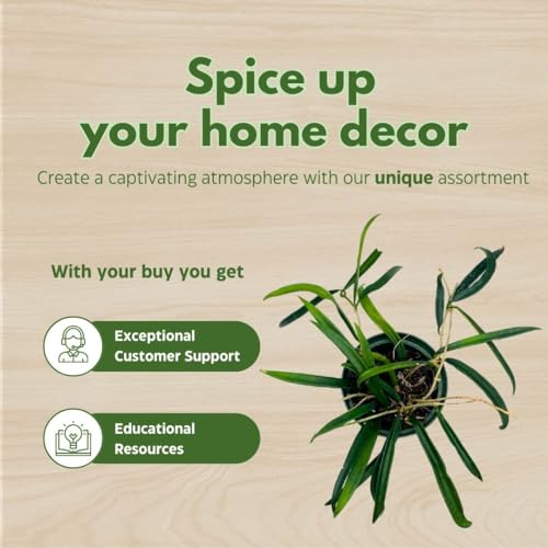 BubbleBlooms Hoya Kentiana in a 4 inch Pot