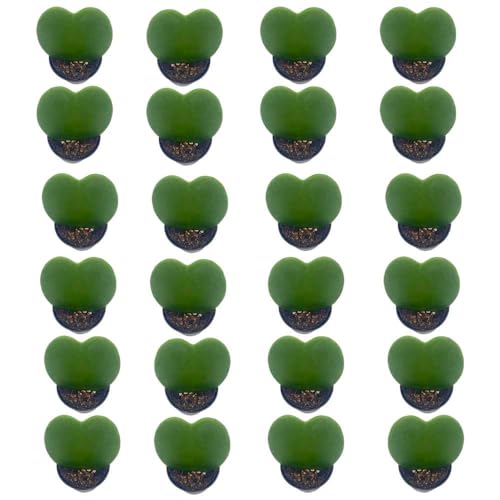 BubbleBlooms Hoya Kerrii Green Heart 24-Pack 2 inch Single Leaf No Node Sweetheart Mother's Day Valentine's Day Plant