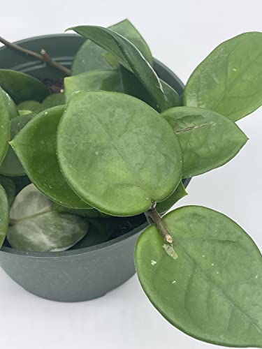 BubbleBlooms Hoya Chelsea Carnosa in a 6 inch Pot