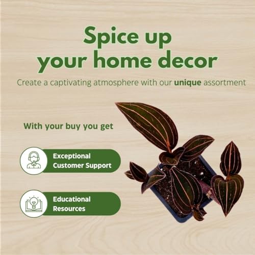 BubbleBlooms Black Jewel Orchid 3 inch