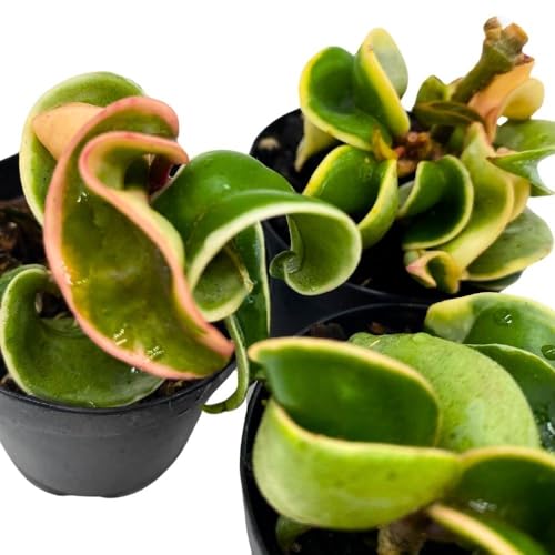 BubbleBlooms Hoya Variegated Hindu Rope 2 inch Set of 3 Crinkle Wax Plant Porcelain Flower Tiny Mini Pixie Plants