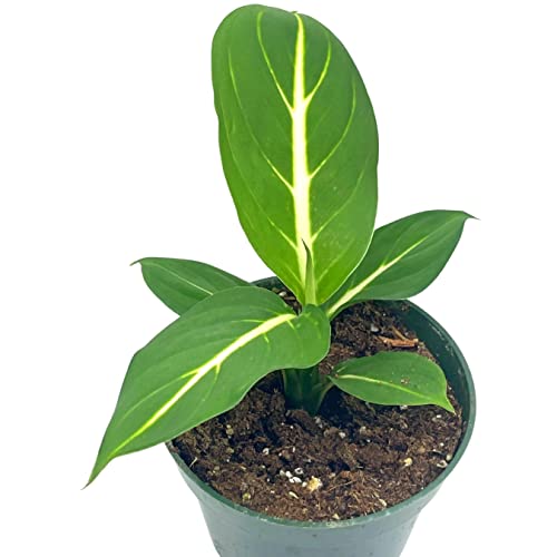 BubbleBlooms Dieffenbachia Green Magic in a 4 inch Pot