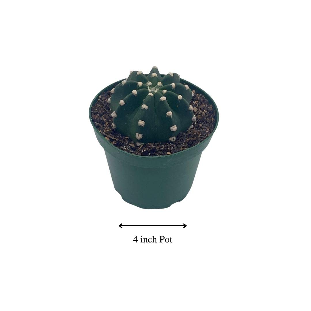 Easter Lily Cactus, Echinopsis subdenudata, Domino Cactus, in a 4 inch Pot