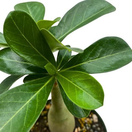 BubbleBlooms Desert Rose Pink Pearl in a 4 inch Pot Extremely Rare Flower