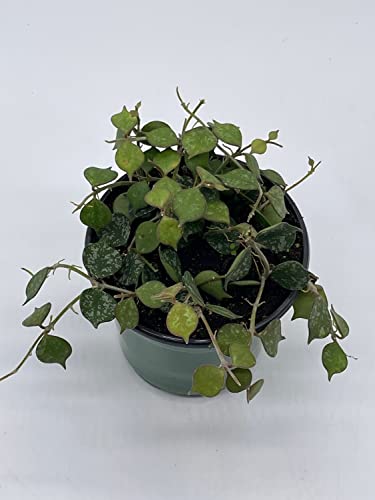 BubbleBlooms Hoya Curtisii, Very Rare Limited Live Plant, in 4 inch Pot