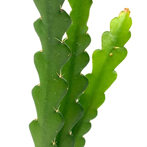 BubbleBlooms Fish Bone Climbing RIC Rac Cactus in a 4 inch Pot weberocereus imitans