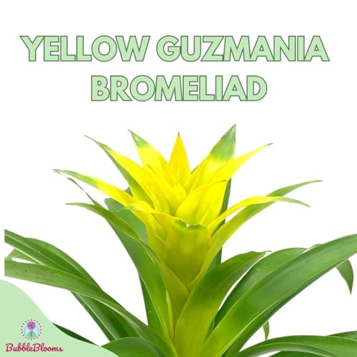 BubbleBlooms Yellow Bromeliad in a 4 inch Pot Nidularium billbergioides